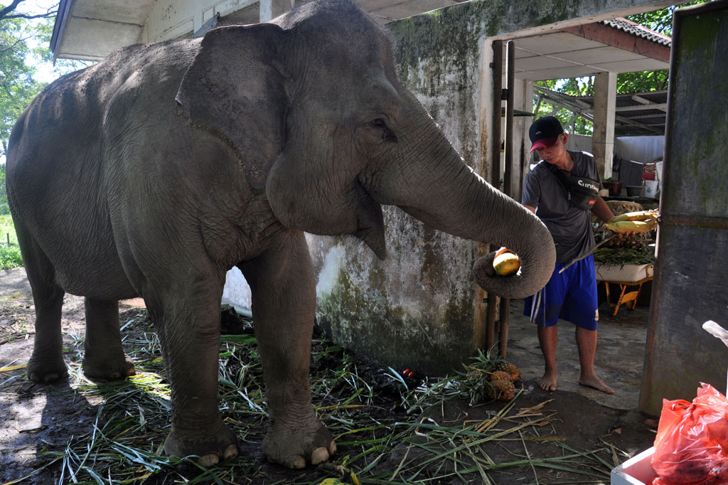 Donasi Makanan  untuk Satwa Medan Zoo Terus Dibuka Medcom id