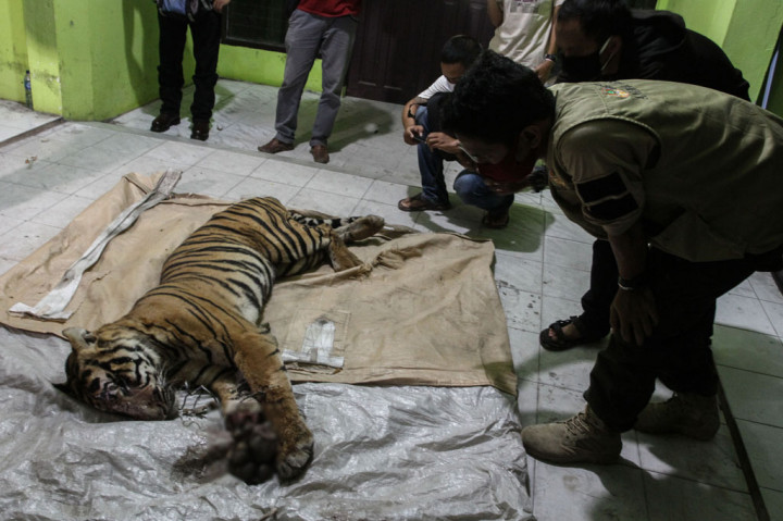 Harimau Sumatera jantan ini ditemukan mati di area konsesi PT Arara Abadi, Desa Minas Barat dengan kondisi kaki kanan depan terluka parah akibat terkena jeratan. Harimau tersebut diperkirakan sudah terjerat sekitar satu pekan sehingga memperparah luka yang ada di kakinya. ANTARA FOTO/Rony Muharrman