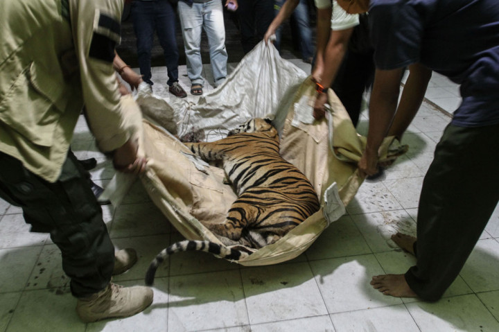 Saat dilakukan nekropsi atau bedah bangkai, dalam
perut harimau tersebut berisi babi yang menjadi umpan jerat yang dipasang pemburu. Diperkirakan usia harimau baru 1-2 tahun. ANTARA FOTO/Rony Muharrman