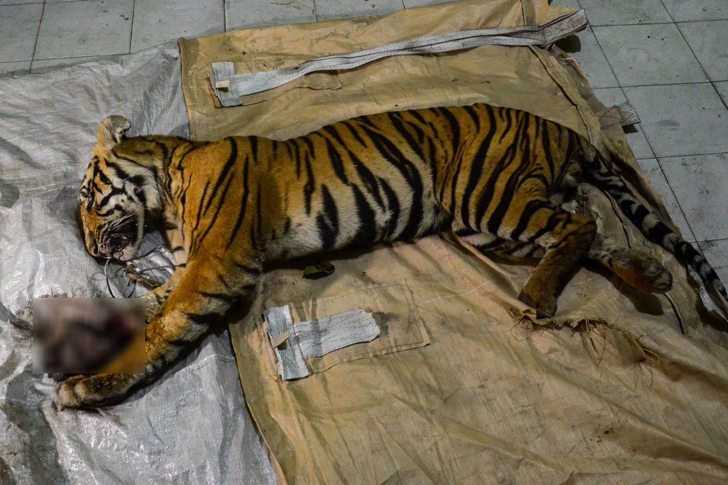 Seekor harimau sumatera (Panthera tigris sumatrae) mati akibat jerat yang diduga dilakukan pemburu di area konsesi hutan tanaman industri perusahaan PT Arara Abadi di Kabupaten Siak, Provinsi Riau, pada Senin, 18 Mei 2020. AFP/Wahyudi