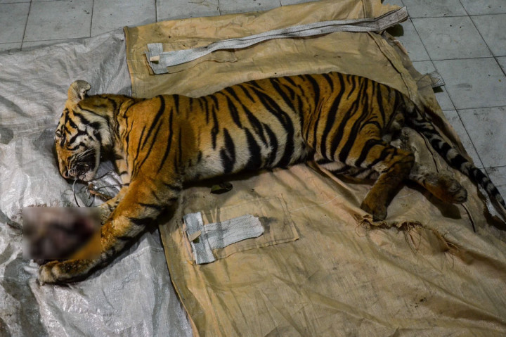 Seekor harimau sumatera (Panthera tigris sumatrae) mati akibat jerat yang diduga dilakukan pemburu di area konsesi hutan tanaman industri perusahaan PT Arara Abadi di Kabupaten Siak, Provinsi Riau, pada Senin, 18 Mei 2020. AFP/Wahyudi