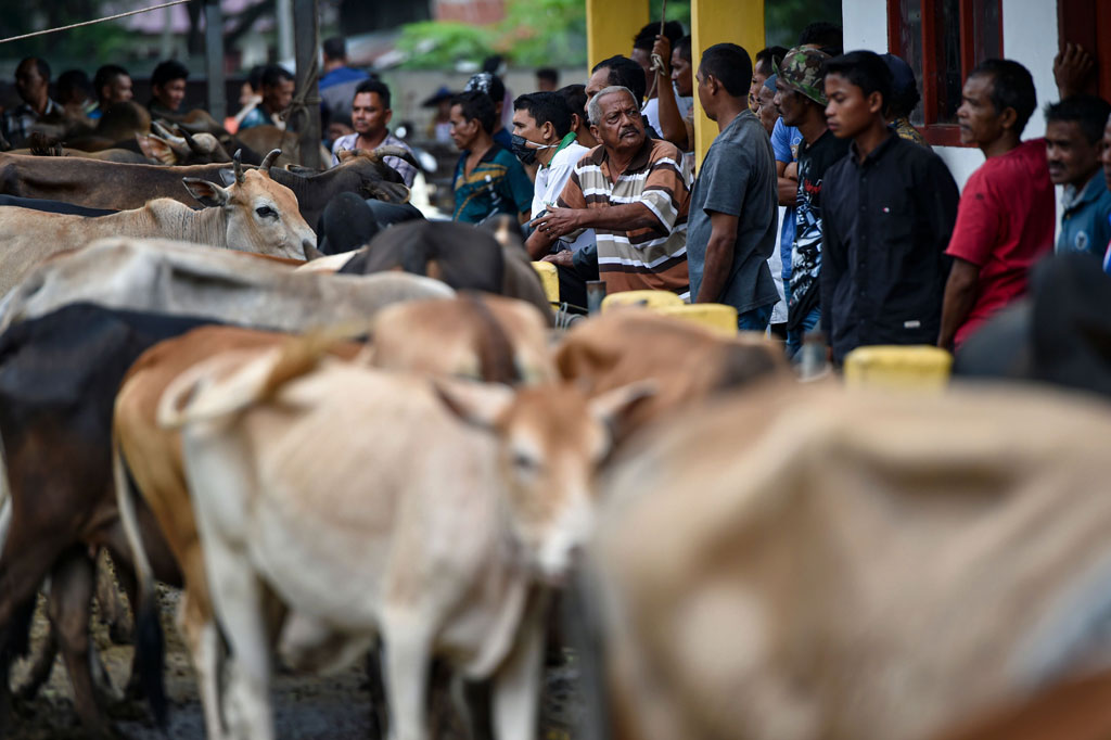Permintaan ternak sapi untuk kebutuhan perayaan tradisi meugang (hari memotong ternak) menjelang Idul Fitri 1441 Hijriah di Aceh Besar, Aceh meningkat hingga 30 persen dibanding sebelumnya.