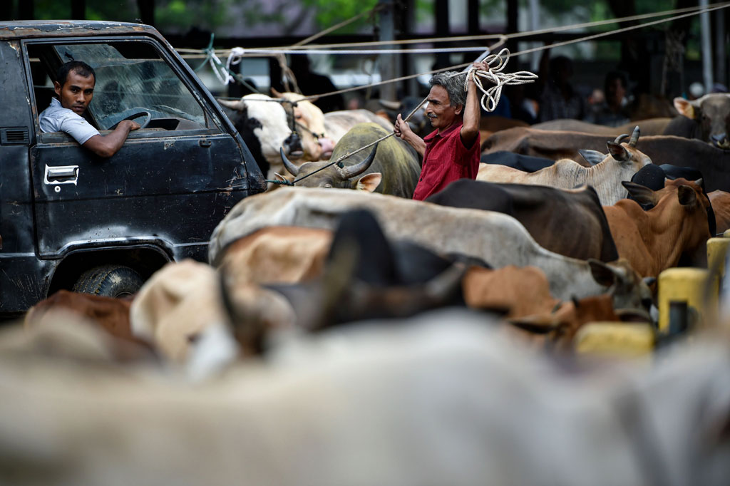 Sementara harga penjualan ternak berkisar antara Rp20 juta hingga Rp70 juta per ekor sesuai bobot ternak.