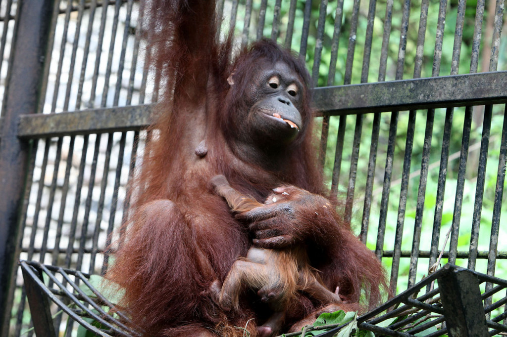 Fitri, bayi Orang utan dipeluk induknya Eva di kandang primata Taman Safari Indonesia (TSI), Cisarua, Bogor, Jawa Barat.