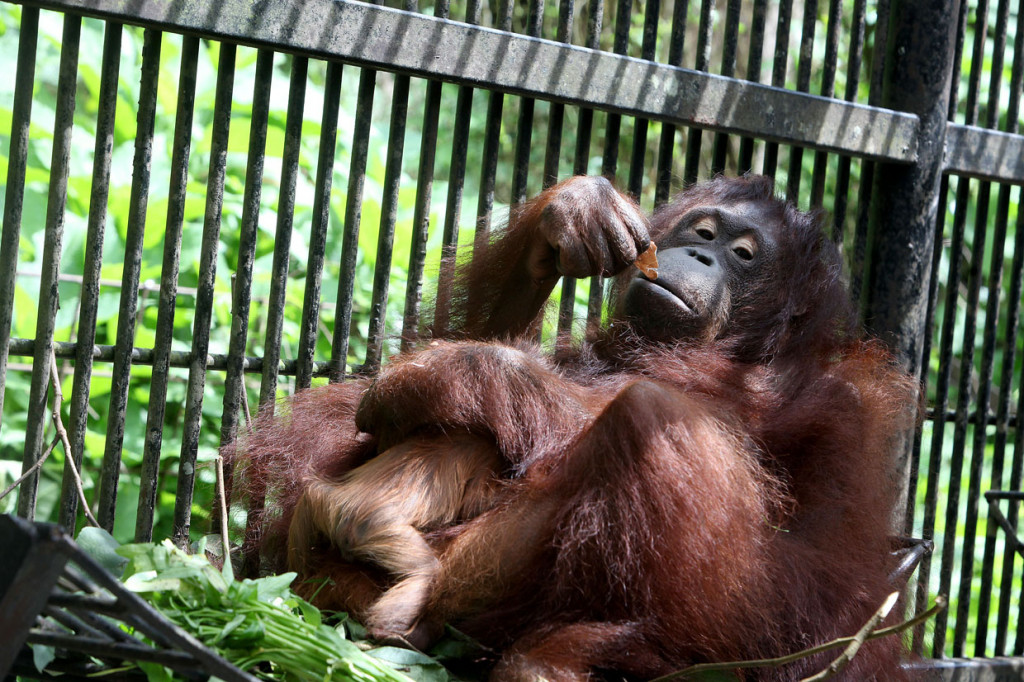 Bayi Orang utan Kalimantan tersebut diberi nama Fitri oleh Menteri Lingkungan Hidup dan Kelautan Siti Nurbaya karena bertepatan dengan suasana Hari Raya Idul Fitri 1441 H.