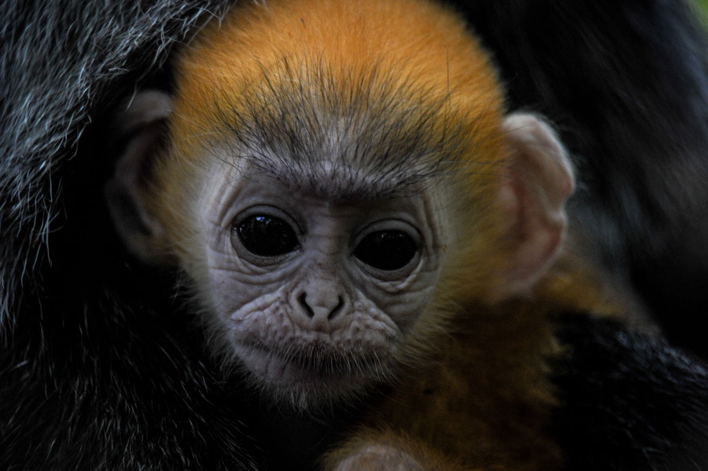 Seekor anak Lutung Jawa (Trachypitecus Auratus) berada dalam pelukan induknya di Bandung Zoo, Bandung, Jawa Barat, Selasa, 2 Mei 2020.