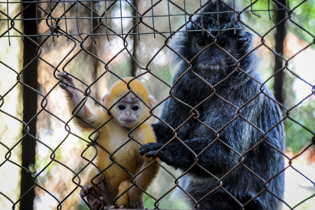 Remon merupakan anak dari pasangan jantan bernama Albert dan induknya Luluk.