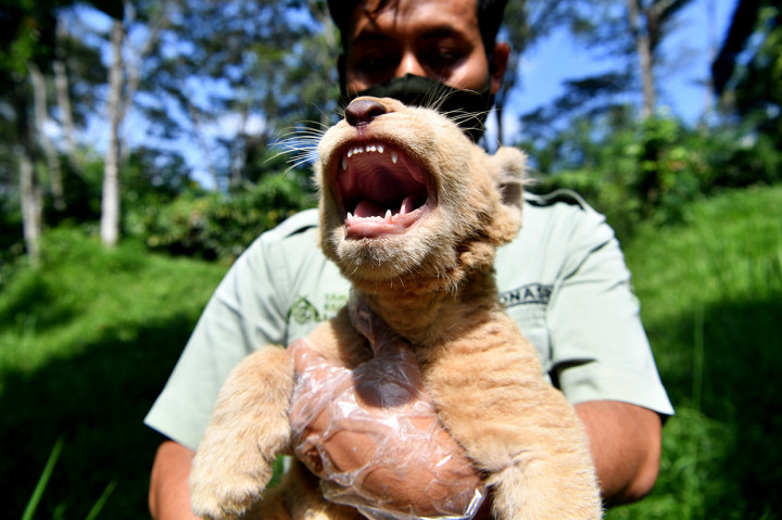 Perawat satwa menggendong bayi Singa Putih (Panthera leo) yang berjenis kelamin betina dan bernama Gisel di Taman Safari Prigen, Pasuruan, Jawa Timur, Kamis, 4 Juni 2020.