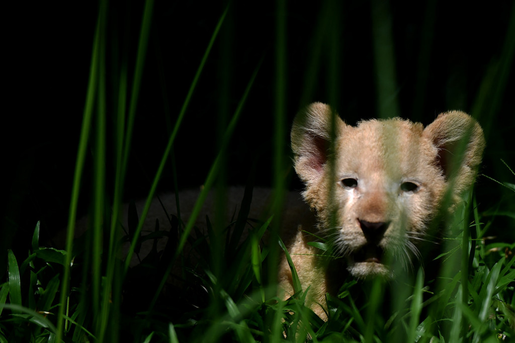Gisel lahir dari indukan betina bernama Ghost dan pejantan bernama Kaka. Anak singa lucu ini lahir normal dengan berat 1,5 kilogram.