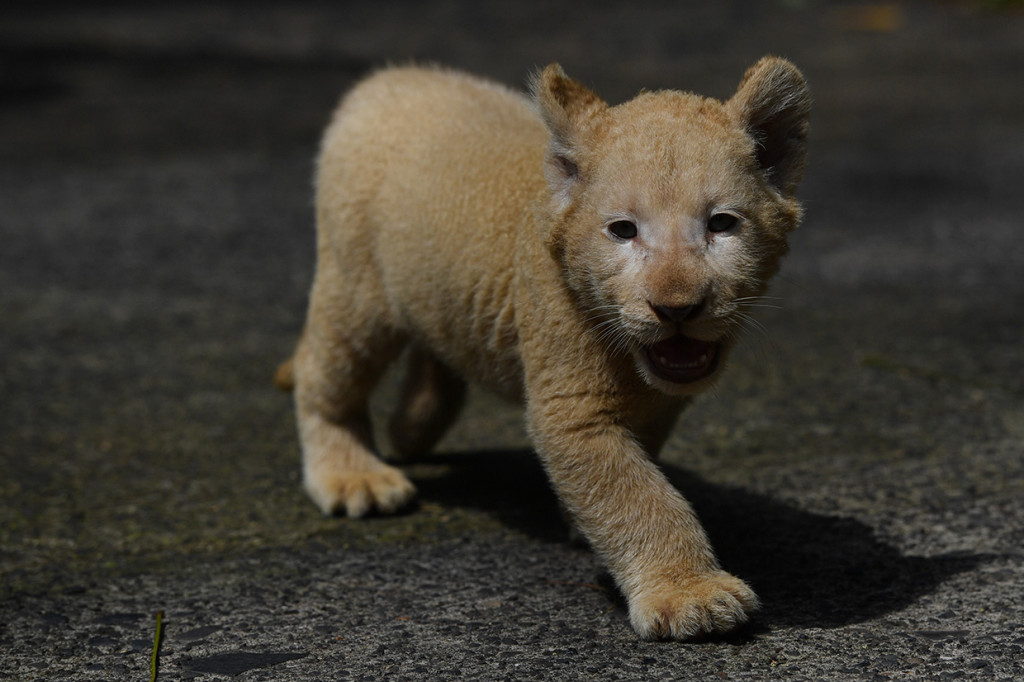 Dengan kelahiran Gisel ini, menambah koleksi Singa Putih di taman itu menjadi enam ekor. 
