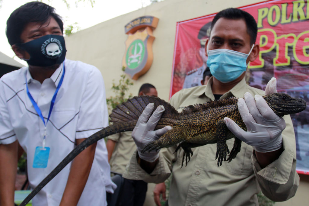 Polisi bersama BKSDA berhasil mengamankan 153 ekor reptil langka asli Indonesia Timur dan dua orang tersangka penyelundup. 