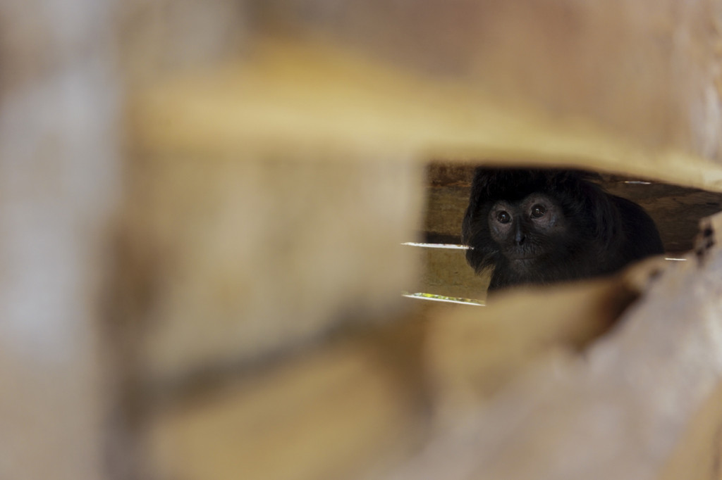 Seekor kera diamankan warga di Sumur Jomblang Bogo, Kabupaten Pekalongan, Jawa Tengah.