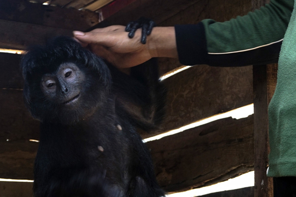 Warga setempat berhasil mengamankan kera berjenis Lutung Jawa (Trachypithecus Auratus) sekitar satu minggu yang lalu yang kemudian akan diserahkan kepada Balai Konservasi Sumber Daya Alam (BKSDA) untuk pemeliharaan guna menyelamatkan spesies hewan Lutung Jawa yang dilindungi. 