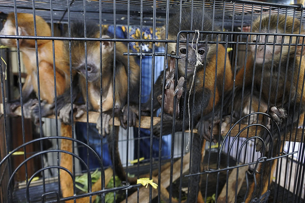 Direktorat Reserse Kriminal Khusus (Ditreskrimsus) Subdit 4 Tipidter Polda Banten berhasil menyelamatkan lima ekor lutung jawa dan satu kancil jawa yang diperjualbelikan secara daring.