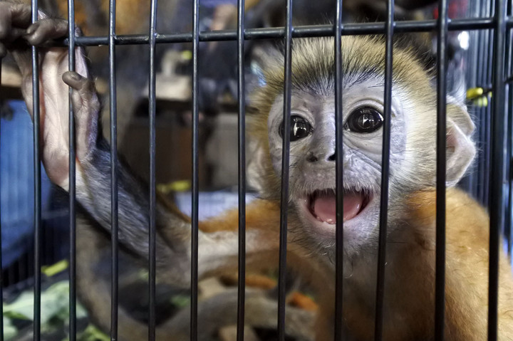 mengamankan seorang yang diduga sebagai pelaku penjualan satwa dilindung tersebut berinisial DS warga Desa Ciputri Kabupaten Pandeglang.