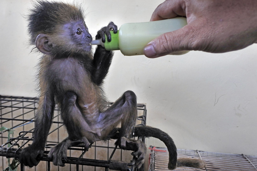 Saat diinterogasi pelaku mengakui sebelumnya telah berhasil memperjualbelikan satwa yang dilindungi sebanyak 15 ekor lutung jawa, satu ekor burung elang bido, satu ekor musang rasse, dan satu ekor kucing hutan melalui media sosial Facebook.