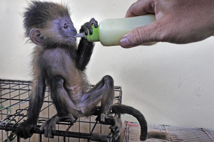 Saat diinterogasi pelaku mengakui sebelumnya telah berhasil memperjualbelikan satwa yang dilindungi sebanyak 15 ekor lutung jawa, satu ekor burung elang bido, satu ekor musang rasse, dan satu ekor kucing hutan melalui media sosial Facebook.