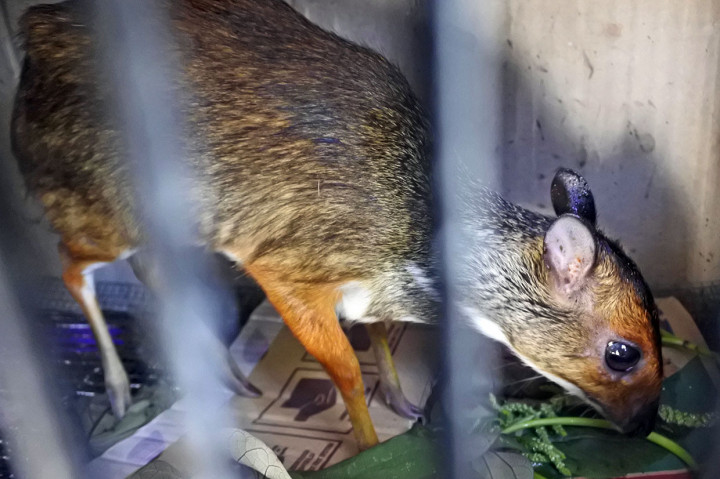 Atas perbuatannya pelaku dikenakan pasal 40 Ayat (2) Jo pasal 21 Ayat (2) huruf (a) dan (b) UU RI Nomor 5 Tahun 1990 tentang Konservasi Sumber Daya Alam Hayati dan Ekosistemnya ancaman hukuman maksimal 5 tahun penjara.