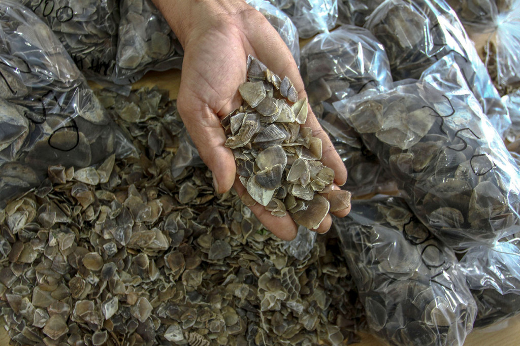 Petugas Balai Penegakan Hukum Kementerian Lingkungan Hidup dan Kehutanan (Gakkum LHK) Wilayah Sumatera memperlihatkan barang bukti tangkapan berupa belasan kilogram sisik trenggiling di Pekanbaru, Riau, Jumat, 12 Juni 2020. ANTARA FOTO/Rony Muharrman