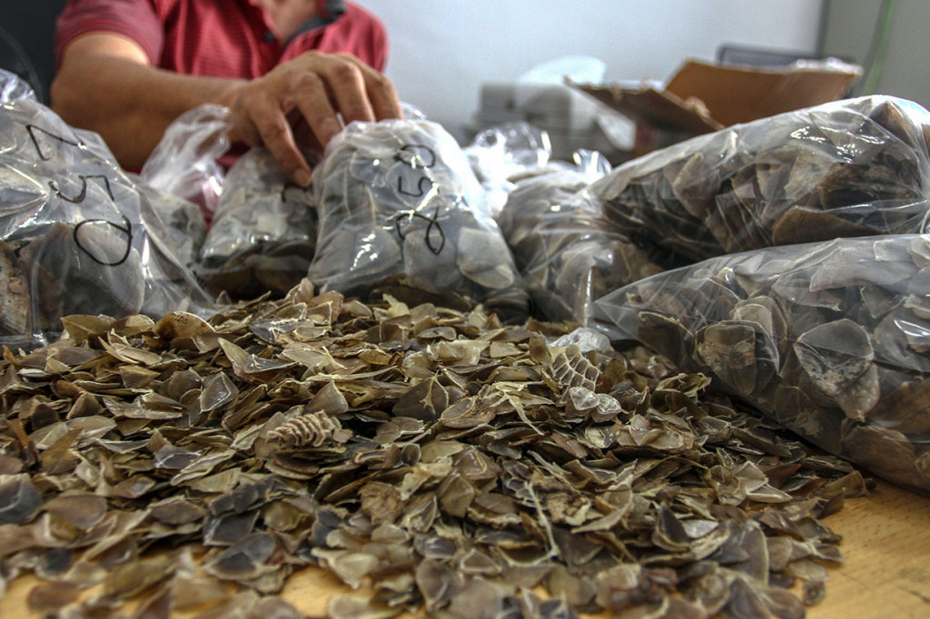 Tim Gabungan Balai Gakkum KLHK dan Baintelkam Mabes Polri mengamankan empat tersangka yang hendak memperdagangkan sisik trenggiling sebanyak 14 kilogram yang dikemas dalam dua kardus di Pekanbaru. ANTARA FOTO/Rony Muharrman