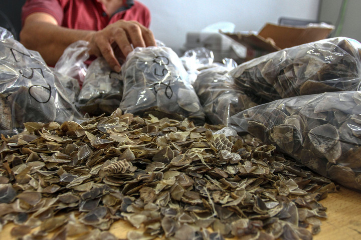 Tim Gabungan Balai Gakkum KLHK dan Baintelkam Mabes Polri mengamankan empat tersangka yang hendak memperdagangkan sisik trenggiling sebanyak 14 kilogram yang dikemas dalam dua kardus di Pekanbaru. ANTARA FOTO/Rony Muharrman