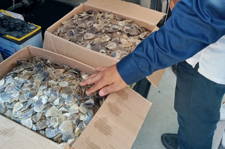 Berdasarkan Undang-Undang Nomor 5 Tahun 1990 tentang Konservasi Sumber Daya Alam Hayati dan Ekosistemnya, pelaku diancam pidana penjara paling lama 5 tahun dan denda paling banyak Rp100 juta. MI/Rudi Kurniawansyah