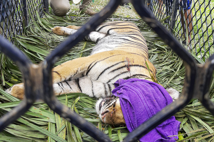 Harimau Sumatra (Panthera Tigris Sumatrae) berada di dalam perangkap milik Balai Konservasi Sumber Daya Alam (BKSDA) Aceh Selatan di Desa Jambo Dalem, Kecamatan Trumon Timur, Aceh Selatan, Aceh.