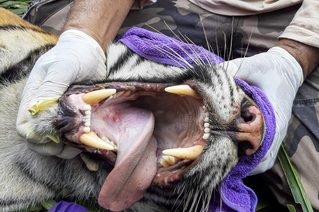 Petugas Balai Konservasi Sumber Daya Alam (BKSDA) Aceh memeriksa mulut harimau Sumatra (Panthera Tigris Sumatrae) di Desa Jambo Dalem, Kecamatan Trumon Timur, Aceh Selatan, Aceh.