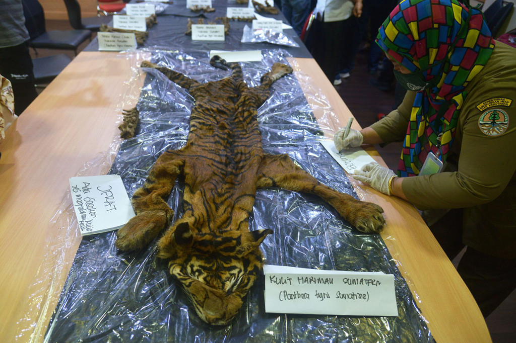 Polda Aceh menggagalkan perdagangan kulit dan kerangka harimau sumatera (Panthera tigris sumatrae) serta cakar dan taring beruang madu (Helarctos malayanus) dan mengamankan empat tersangka juga seorang tersangka lainnya masih dalam buronan.
