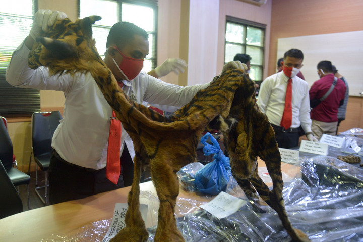 Personil Polda Aceh dan petugas Balai Konservasi Sumber Daya Alam (BKSDA) menggelar barang bukti tindak kejahatan perdagangan kulit dan kerangka harimau Sumatera (Panthera tigris sumatrae) di Mapolda Banda Aceh, Aceh.