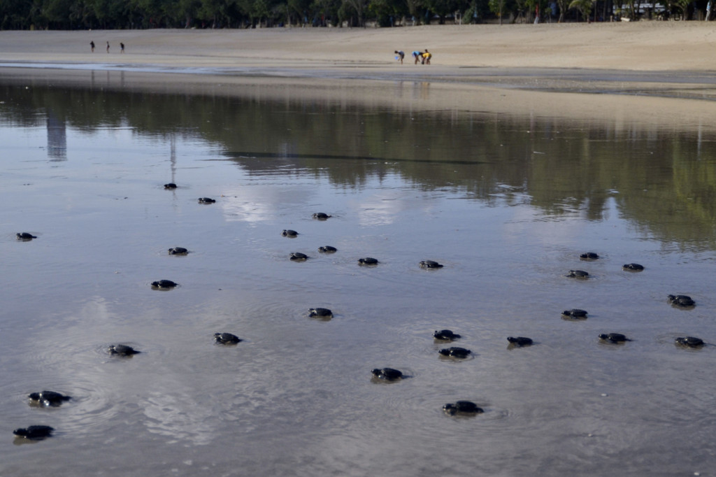 Sejumlah Tukik Penyu Lekang (Lepidochelys olivacea) berjalan menuju perairan usai dilepas di Pantai Kuta, Badung, Bali.