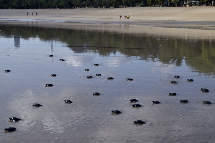Sejumlah Tukik Penyu Lekang (Lepidochelys olivacea) berjalan menuju perairan usai dilepas di Pantai Kuta, Badung, Bali.