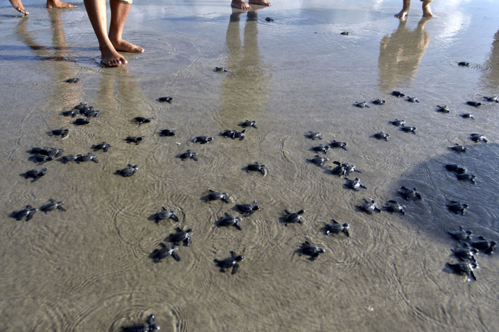 Kelompok pelestari penyu, Bali Sea Turtle Society, mengatakan jumlah tukik yang dilepas tahun ini berkurang dari tahun-tahun sebelumnya lantaran situasi pandemi Korona (Covid-19).
