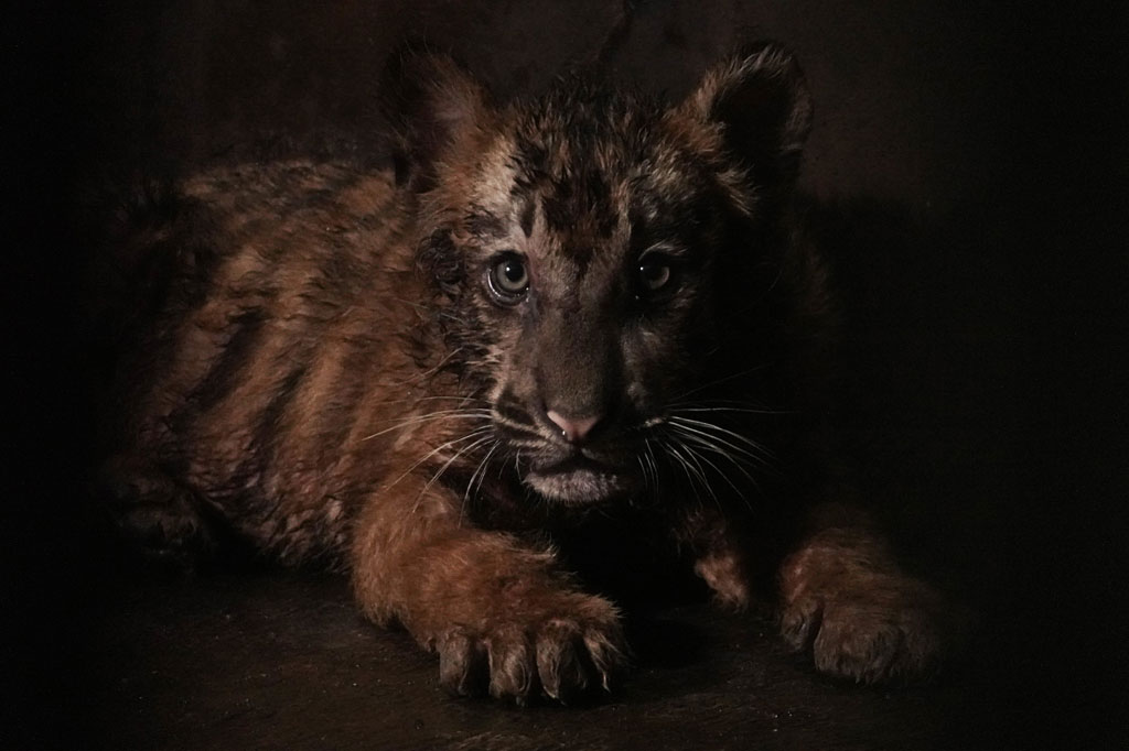 Tingkah lucu dan menggemaskan diperlihatkan seekor anak harimau benggala (Panthera tigris tigris) yang lahir di Kebun  Binatang Serulingmas, Banjarnegara, Jateng.  