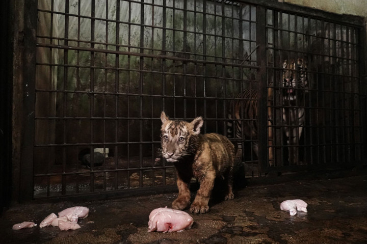 Bayi harimau yang menggemaskan tersebut sering dikeluarkan dari kandang saat siang hari dan bermain-main dengan sang pawang. Binatang buas yang kini berbobot 7 kg tersebut setiap harinya bisa menghabiskan 3-4 kg daging ayam.