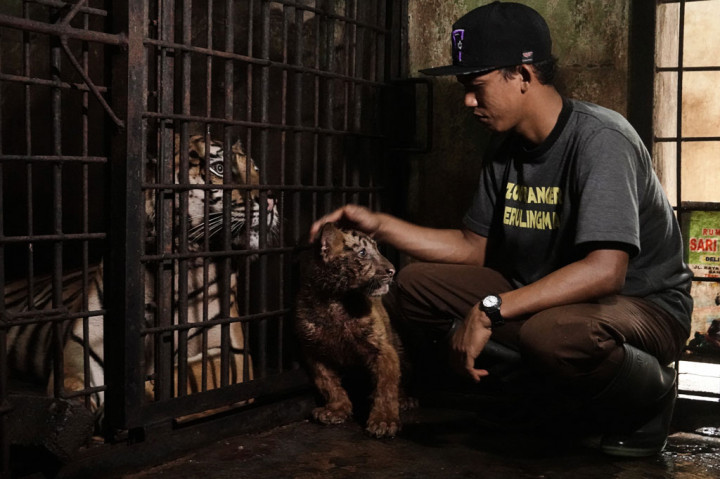 Anak harimau berjenis kelamin betina bernama Darmi tersebut lahir tiga bulan yang lalu dari induk bernama Upik. Darmi merupakan hasil perkawinan Upik dengan Darma, harimau benggala jantan asal Kebun Binatang Mangkang Semarang. 