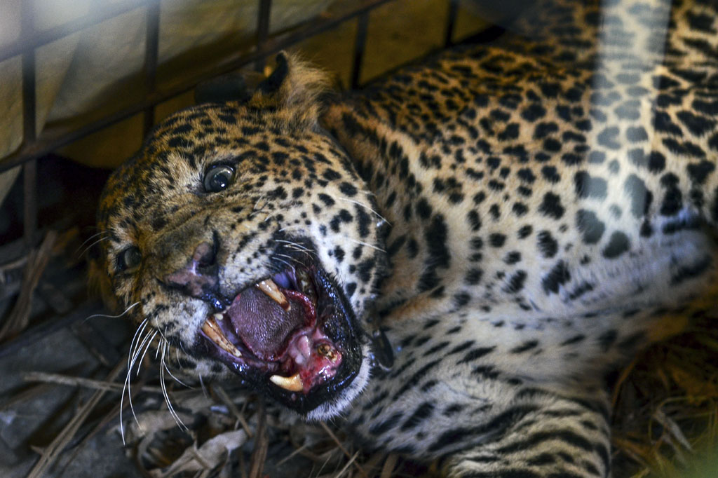 Seekor macan tutul (Panthera pardus) yang telah dipasangi radio collar berhasil ditangkap warga di Desa Cikupa, Kecamatan Lumbung, Kabupaten Ciamis, Jawa Barat, Kamis, 25 Juni 2020. 