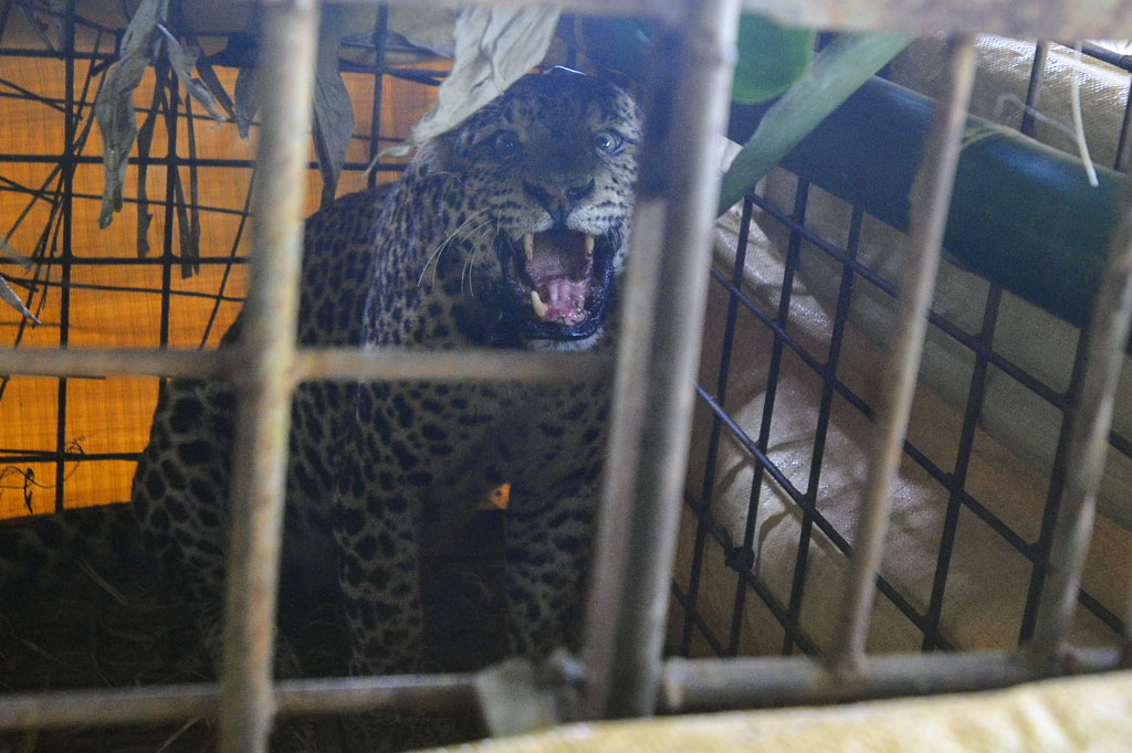 Macan tutul yang sudah dilepasliarkan di kawasan suaka marga satwa Gunung Sawal pada tahun 2018 oleh BKSDA Wilayah III Ciamis kembali ditangkap warga menggunakan perangkap di kawasan permukiman karena memangsa ternak milik warga.