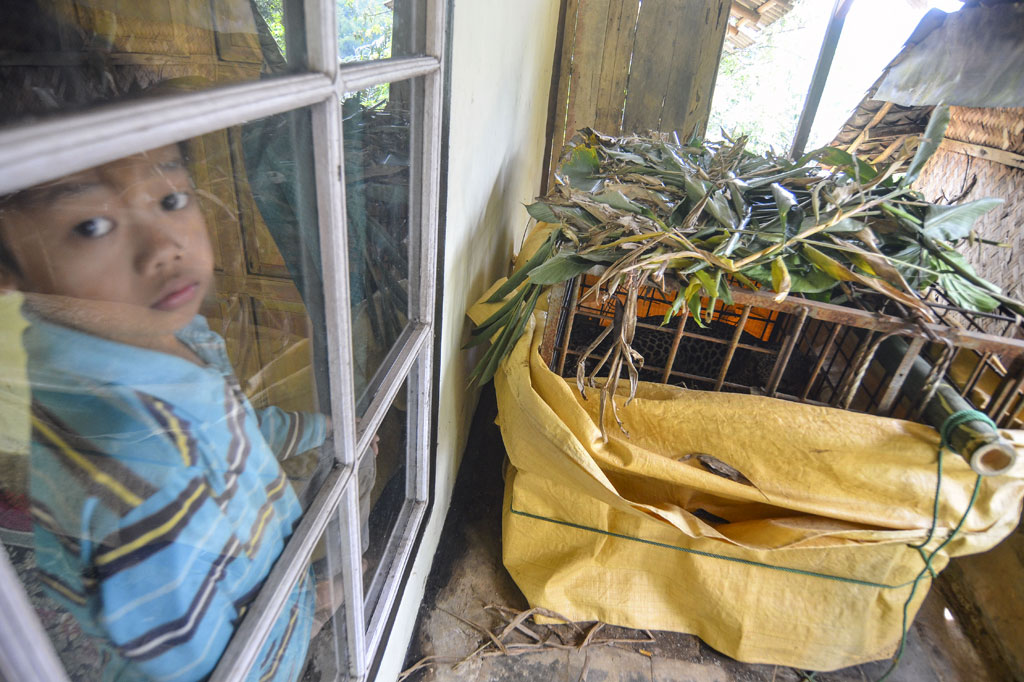 Macan tutul yang berhasil masuk perangkap tersebut berjenis kelamin jantan dan berkalung yang dilengkapi cip. Saat ini binatang buas dilindungi tersebut telah dibawa pihak BKSDA Ciamis.