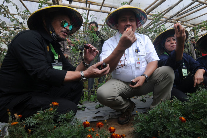 Menteri Pertanian Syahrul Yasin Limpo (kiri) didampingi Direktur Jenderal Hortikultura Kementerian Pertanian Prihasto Setyanto (kanan kedua) menikmati hasil panen tomat ceri di lahan pertanian Sayur Organik Merbabu, Kopeng, Getasan, Kabupaten Semarang, Jawa Tengah, Sabtu, 27 Juni 2020. 