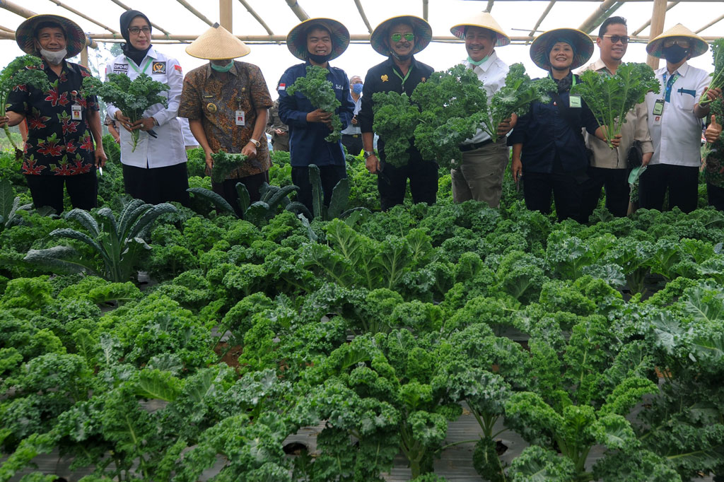 Mentan Dorong Petani Kembangkan Sayur  Organik Medcom id