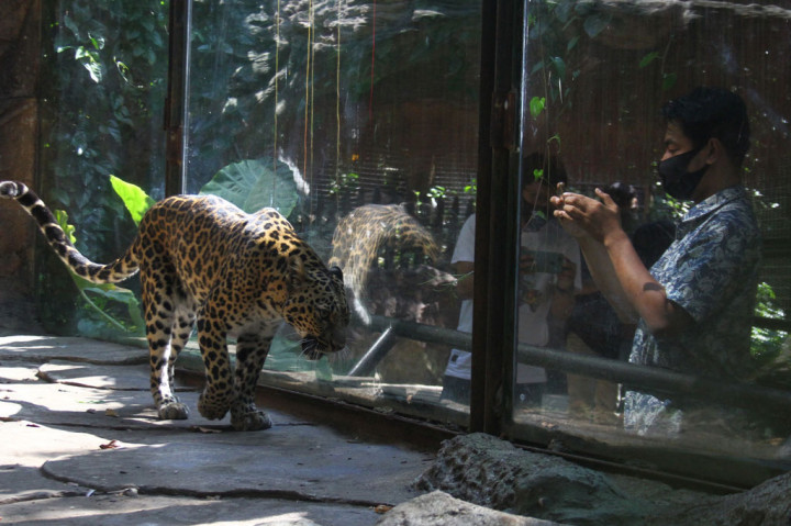 Wisatawan memotret macan tutul yang berada di kandang kaca di Jatim Park 2 yang kembali dibuka setelah tiga bulan tutup akibat pandemi covid-19 di Batu, Jawa Timur, Sabtu, 27 Juni 2020. 