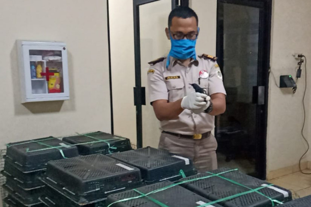 Setelah diamankan, kemudian Karantina Pertanian Lampung melakukan pengujian rapid test terhadap penyakit avian influenza dan dinyatakan negatif, selanjutnya petugas akan berkoordinasi ke BKSDA Lampung.