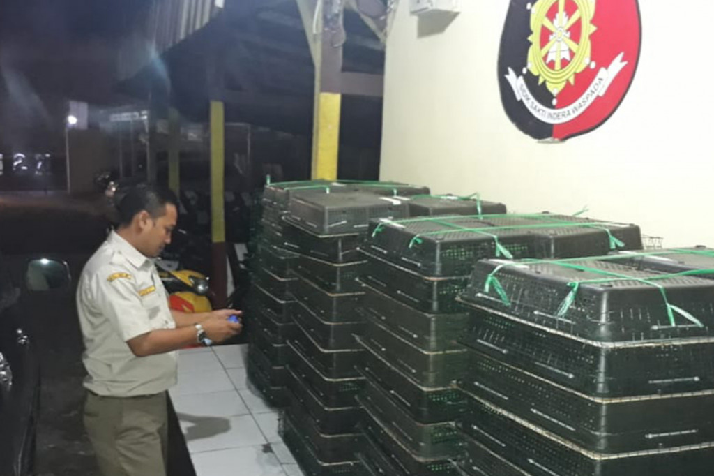 Sebanyak 400 ekor burung jenis Kacer yang akan diselundupkan menuju Jakarta berhasil digagalkan oleh Karantina Pertanian Lampung bersama Kepolisian Sektor Kawasan Pelabuhan (KSKP) Pelabuhan Bakauheuni, Lampung selatan.