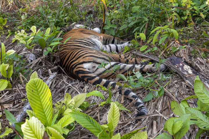 Kondisi bangkai harimau Sumatera (Panthera tigris sumatrae) yang ditemukan mati di kawasan perkebunan masyarakat di Kecamatan Trumon, Kabupaten Aceh Selatan.