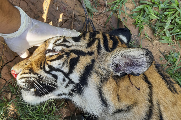 Petugas memeriksa bangkai harimau Sumatera (Panthera tigris sumatrae) yang ditemukan mati di kawasan perkebunan masyarakat di Kecamatan Trumon, Kabupaten Aceh Selatan, Aceh.