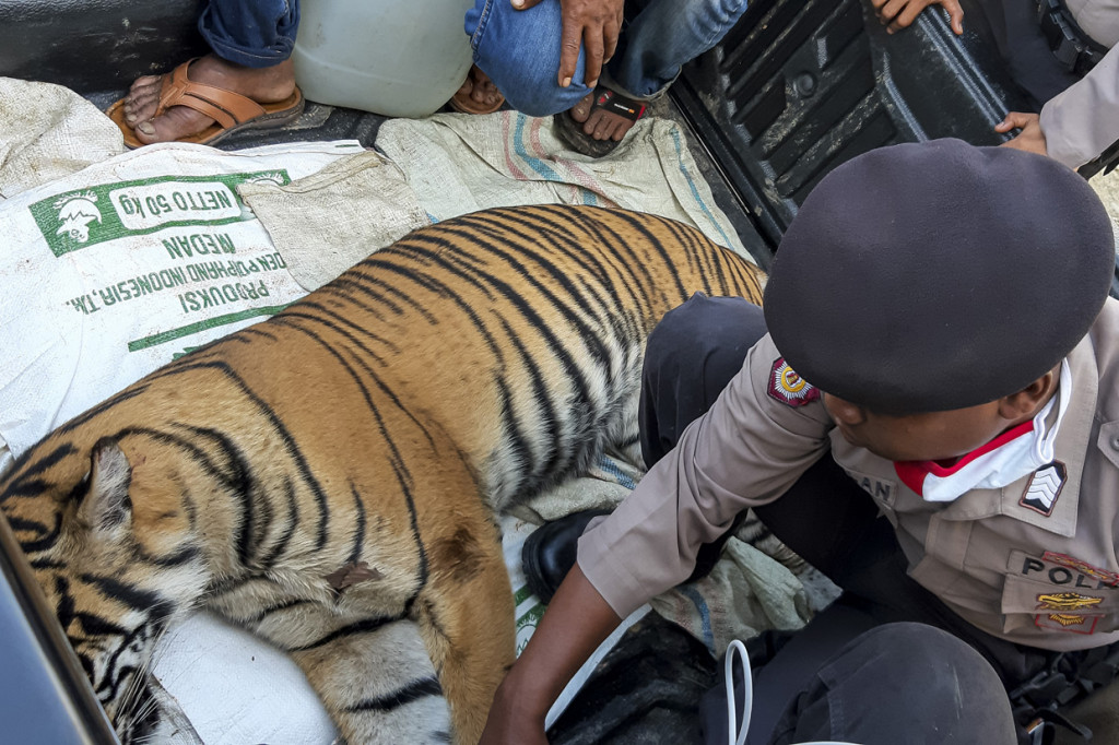 Harimau Sumatera tersebut diduga mati akibat diracun.