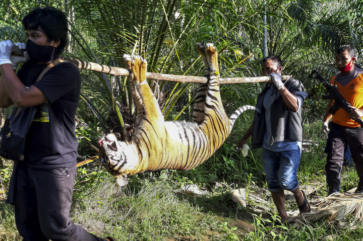 Petugas menggotong bangkai harimau Sumatera (Panthera tigris sumatrae) yang ditemukan mati di kawasan perkebunan masyarakat di Kecamatan Trumon, Kabupaten Aceh Selatan, Aceh.