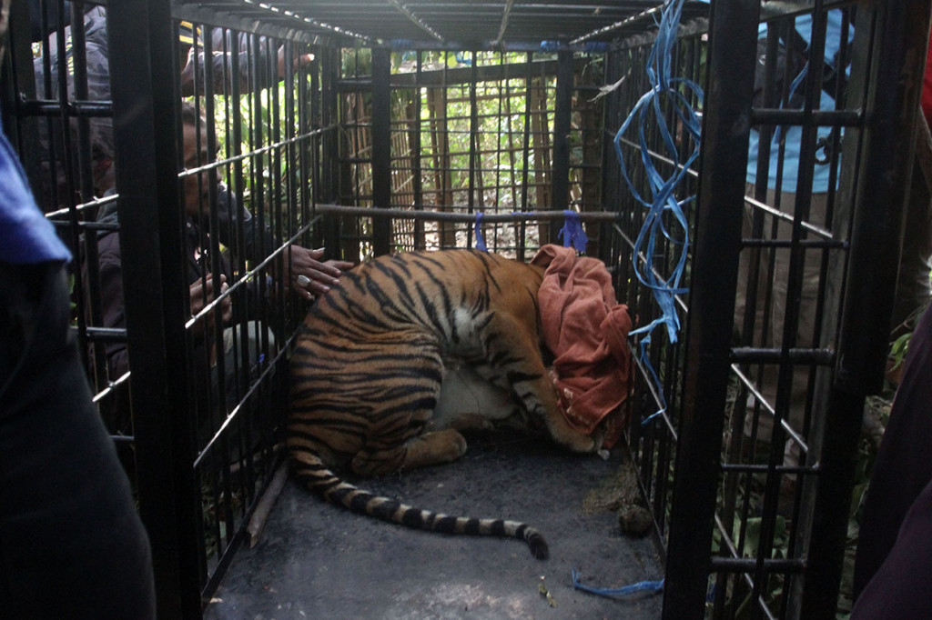 Seekor harimau sumatra (Panthera tigris sumatrae) masuk ke dalam perangkap yang dipasang Badan Konservasi Sumber Daya Alam (BKSDA) Sumatera Barat di Nagari Gantung Ciri, Kecamatan Kubung, Kabupaten Solok, Sumbar.