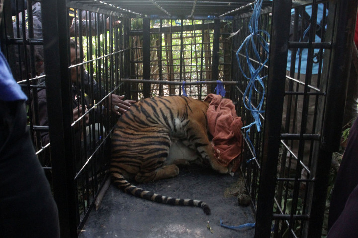 Seekor harimau sumatra (Panthera tigris sumatrae) masuk ke dalam perangkap yang dipasang Badan Konservasi Sumber Daya Alam (BKSDA) Sumatera Barat di Nagari Gantung Ciri, Kecamatan Kubung, Kabupaten Solok, Sumbar.